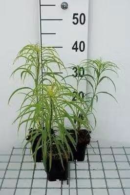 6 x Helianthus salicifolius - Girasole - vaso 9 x 9 cm