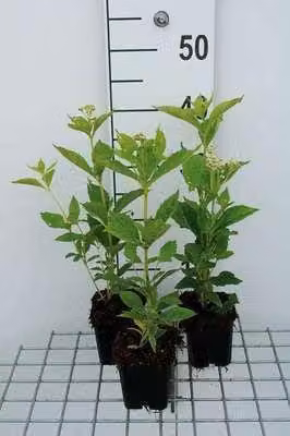 6 x Eupatorium mac. 'Album' - Margherita d'acqua - vaso 9 x 9 cm