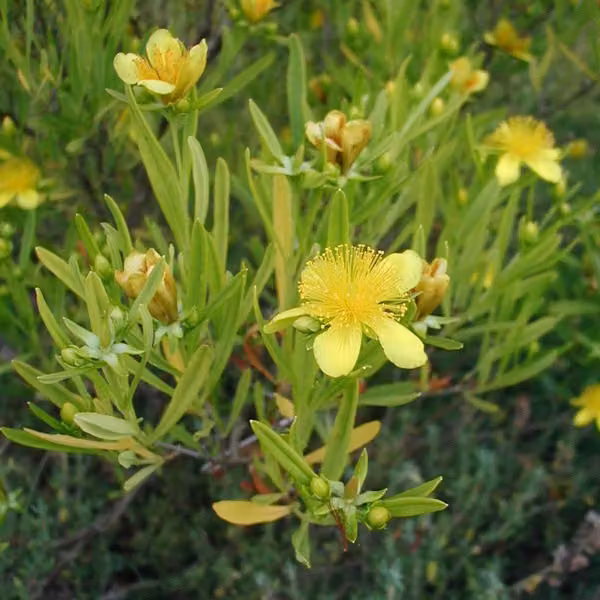 2 piante di Iperico (Hypericum) varietà 'Gemo', altezza 30-40 cm, in vaso