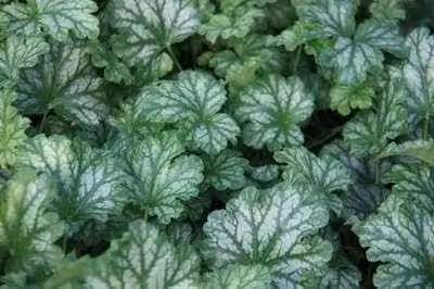 6 x Heuchera hybr. 'Paris' - Campanula viola - vaso 9 x 9 cm