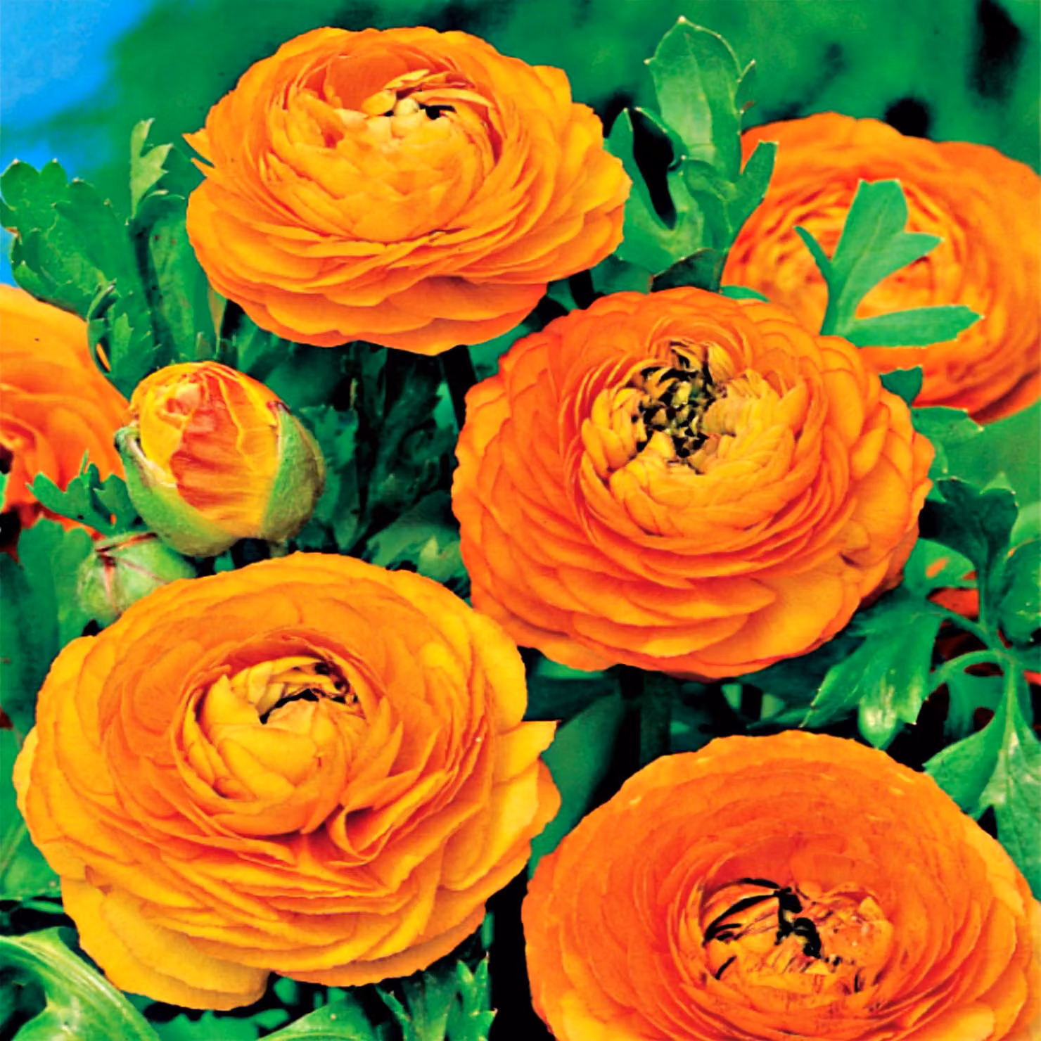 Ranunculus Ranuncolo Orange Arancione 5 pz Ranuncoli piantina piantine Bulbi