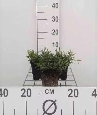 6 x Dianthus delt. 'Brilliant' - Garofano - Vaso 9 x 9 cm