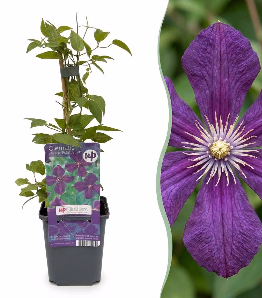 Clematis Viticella Polish Spirit - Clematide rampicante - Viola - Pianta rampicante | 4 pezzi - 25-35cm - Ø9cm - Pianta da giardino