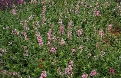 6 x Lythrum sal. blush" - loosestrife - vaso 9 x 9 cm