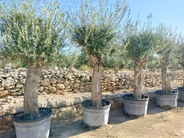 Albero da frutto Olea Europaea Vivaio Garden Forest Verde