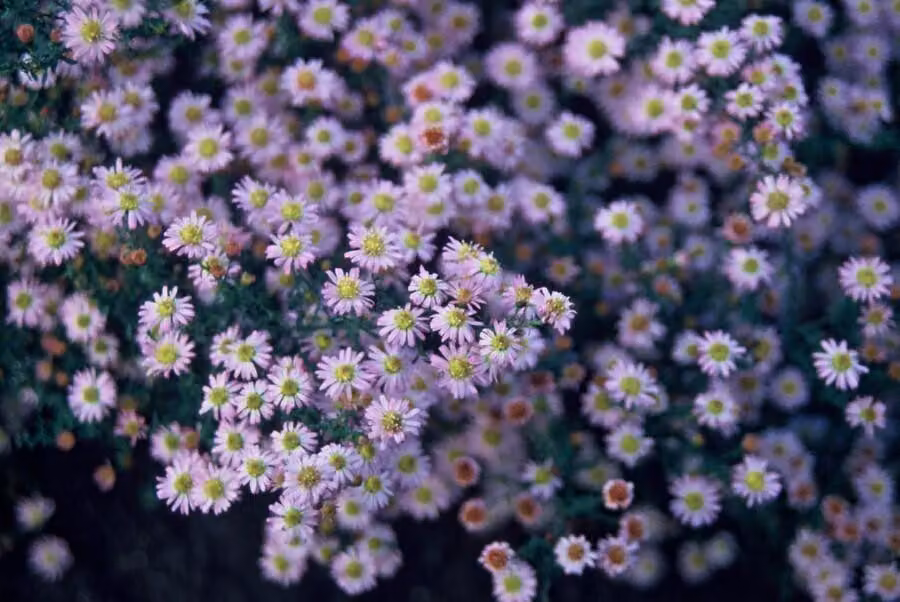 Selvatica - Aster ageratoides 'Stardust' - Ø10-25cm - Ø9cm - 6 piante