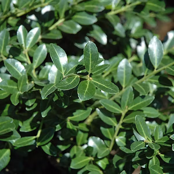 2 piante di tasso giapponese (Ilex crenata 'Green Lustre'), alte 25-30 cm, in vaso