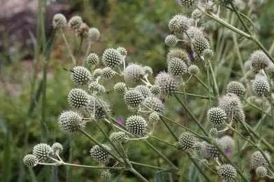 6 x Eryngium yuccifolium - lettiera per uomini - vaso 9 x 9 cm