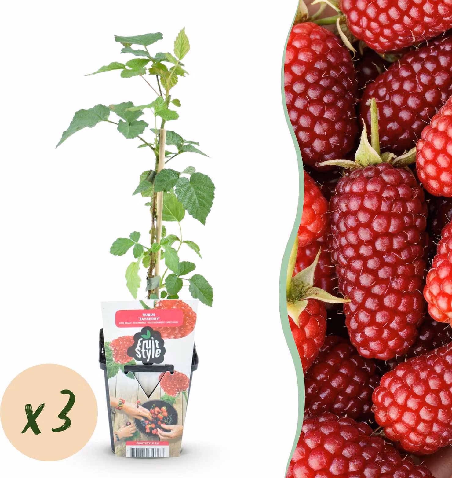 Bacche di tayberry - Rubus Tayberry - Difficile da coltivare - 3 piante - 15-25cm - Ø9cm - Pianta da giardino