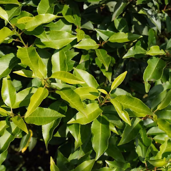2 piante di Lauroceraso portoghese - *Prunus lusitanica* 'Angustifolia' | Altezza: 30-40 cm, in vaso