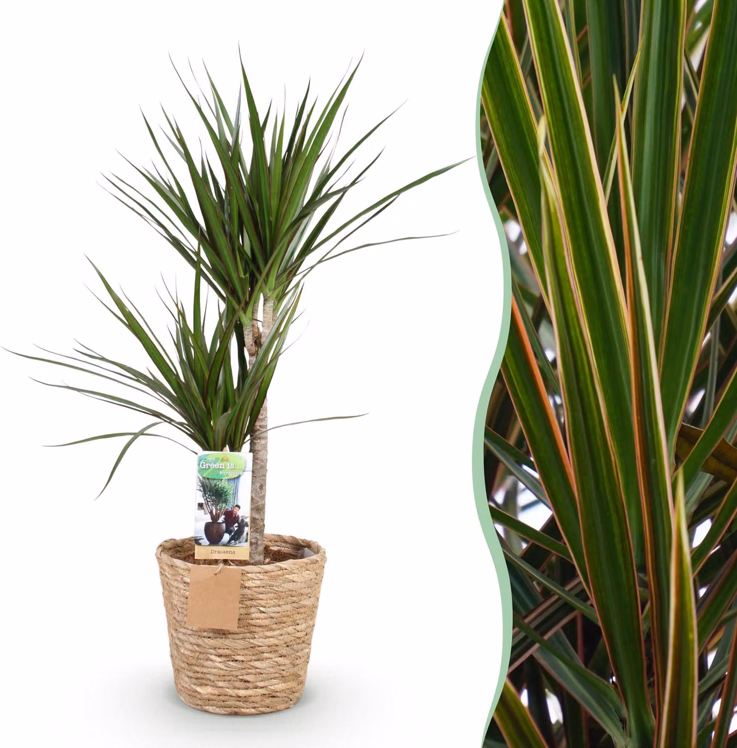 Dracaena Marginata - Albero del drago - A bassa manutenzione - con cesto - Verde - 90-100cm - Ø21cm - Pianta d'appartamento - Sempreverde