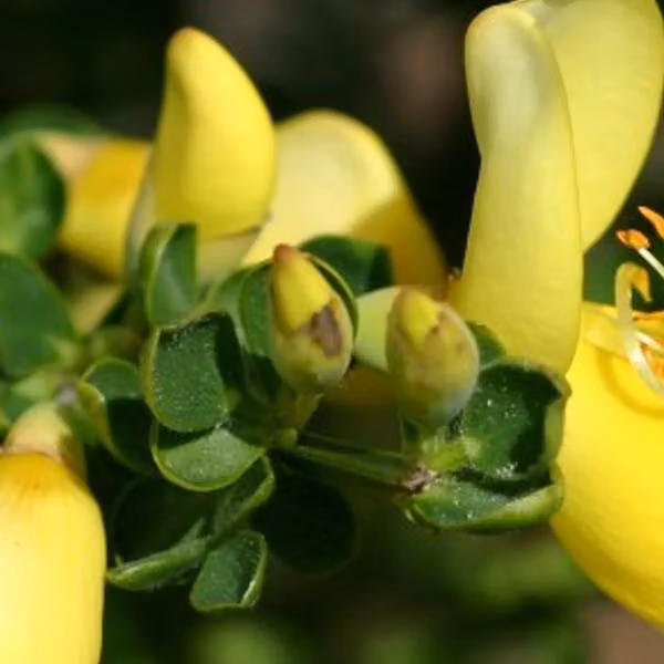 2 piante di Ginestra d'Edelweiss - Cytisus 'Luna' | Altezza: 40-60 cm, in vaso