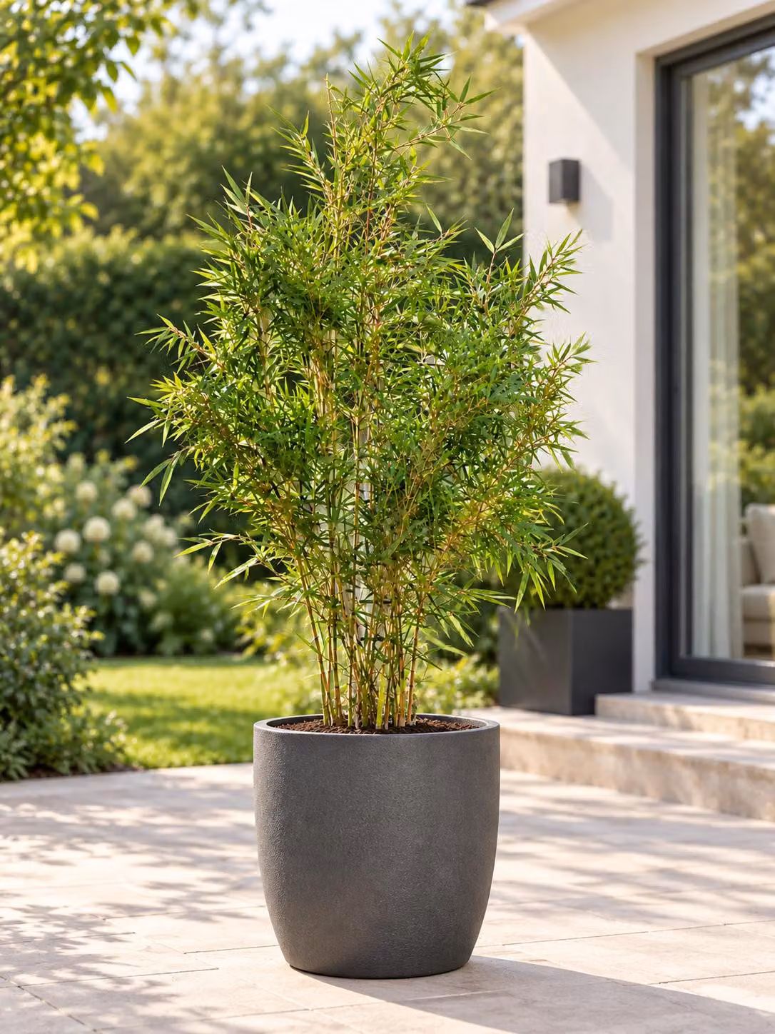 Fargesia robusta 'Campbell': bambù ornamentale resistente al freddo, forma cespugliosa, motivo a "zebra", in vaso da 10 litri, altezza 140-200 cm