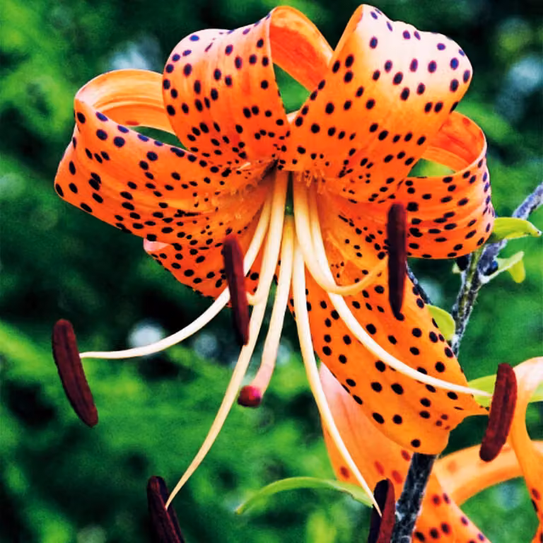 Gigli Bulbi da fiore Fiori Giglio tigrato Tigrinum 1 pz.