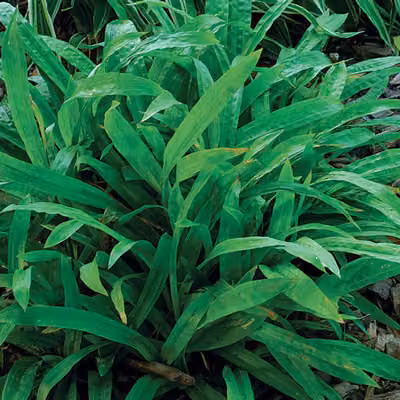 6 x Carex plantaginea - Carice a foglia larga - Vaso 9 x 9 cm
