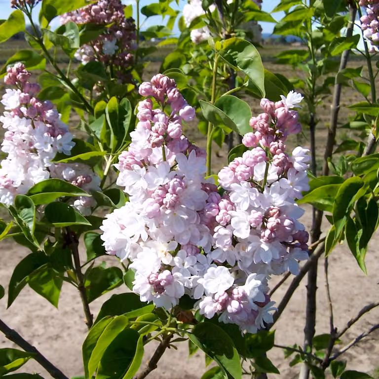 Lillaio comune - Syringa vulgaris 'Belle De Nancy' | 40-60 cm, in vaso