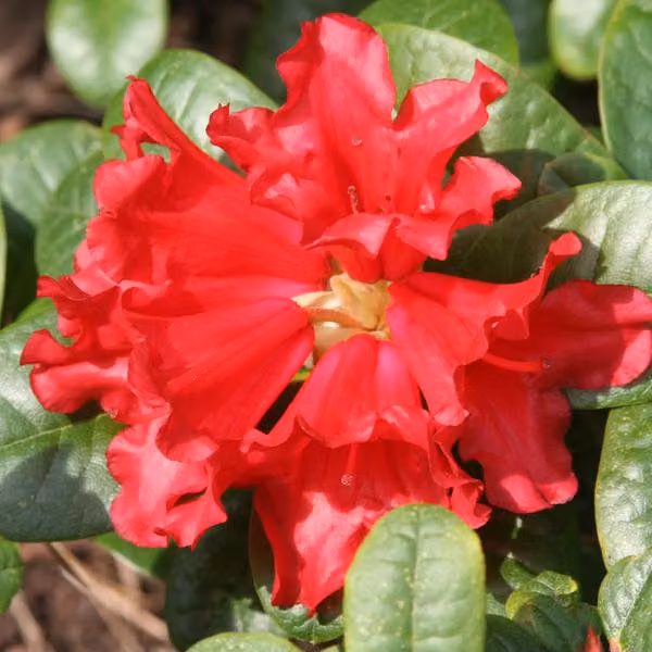 Rhododendron 'Scarlet Wonder' | 20-30 cm in vaso