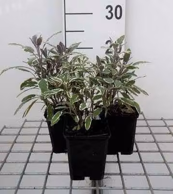 6 x Salvia off. 'Tricolor' - Muschio a stella - vaso 9 x 9 cm