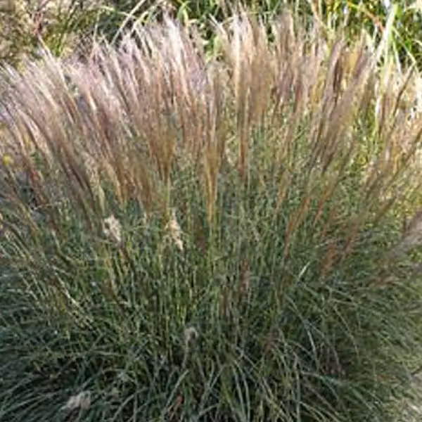 6 piante di *Miscanthus sinensis* 'Yaku Jima' | Vaso da 9x9 cm