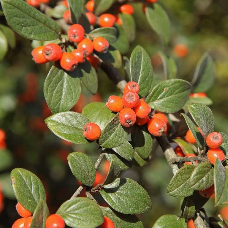 2 piante di cotoneaster (Cotoneaster franchetii) | altezza 60-80 cm, fornite in vaso