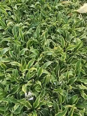 6 x Hosta hybr. 'Wolverine' - Hosta - vaso 9 x 9 cm