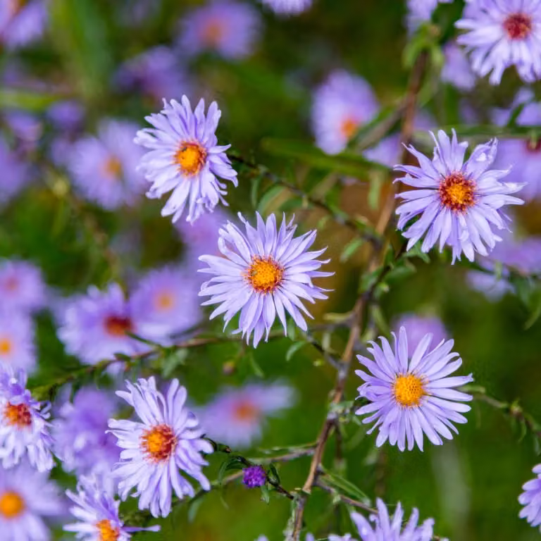 Aster frikartii Mönch 6 piante Aster estivo 10-25cm Ø9cm Pianta perenne a