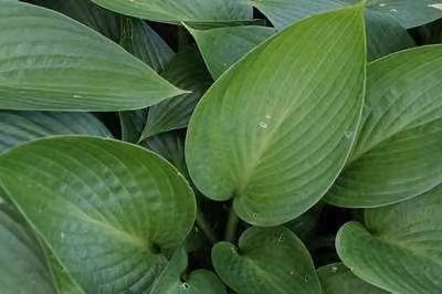 6 x Hosta hybr. 'Devon Green' - Hosta - vaso 9 x 9 cm