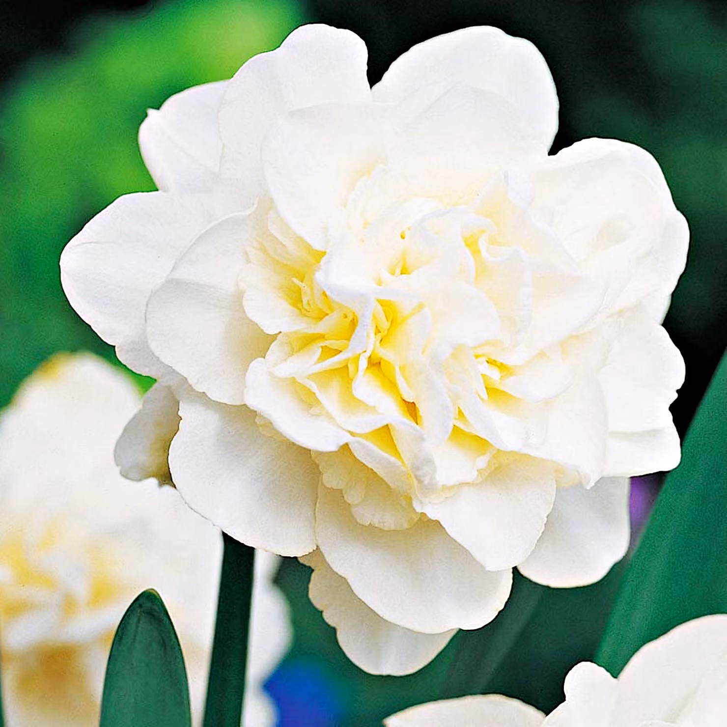 Bulbi di giunchiglia Bulbi di fiori Narcisi doppi Obdam 5 pz.