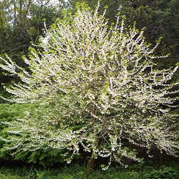 Schneeglöckchenbaum - Halesia carolina | 30-40 cm in vaso