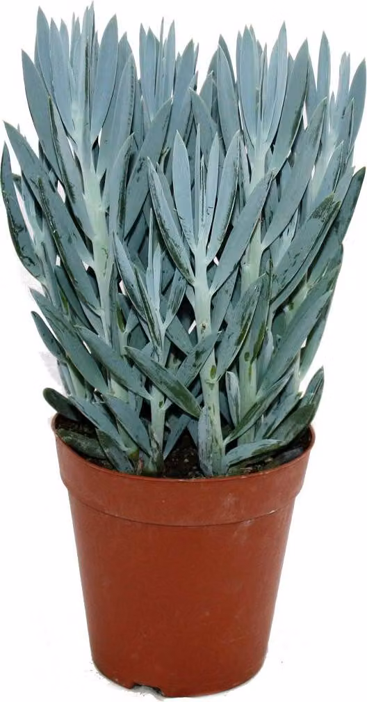 Senecio Aquarine vaso 15cm