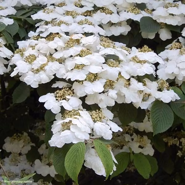 2 piante di Viburno giapponese - Viburnum plicatum 'Lanarth' | Altezza: 40-60 cm (in vaso)