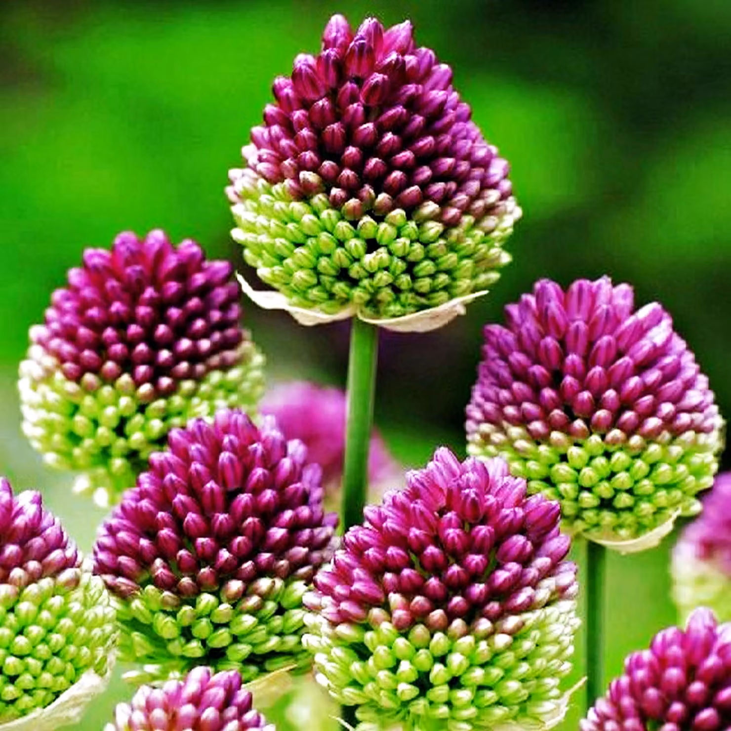 Bulbi da fiore Bulbi Porro ornamentale Allium Shearocephalon 10 pz.