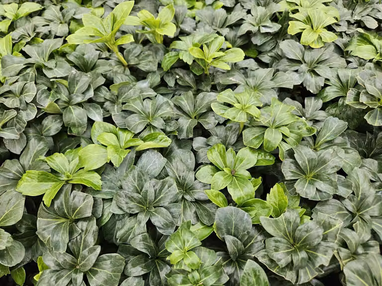 Verde ombra Pachysandra terminalis 'Green Sheen' 10-25cm, Ø9cm, 6 piante