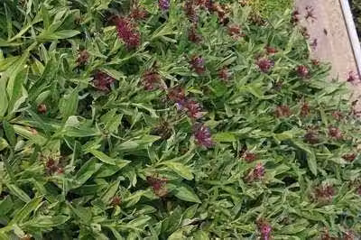 6 x Centaurea mont. amethyst Dream'® - euforbia da fiore - vaso 9 x 9 cm