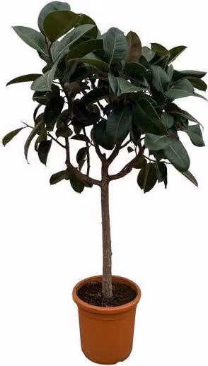 Ficus elastica 'Robusta', pianta da appartamento Ø40cm Ø170cm - acquista questa