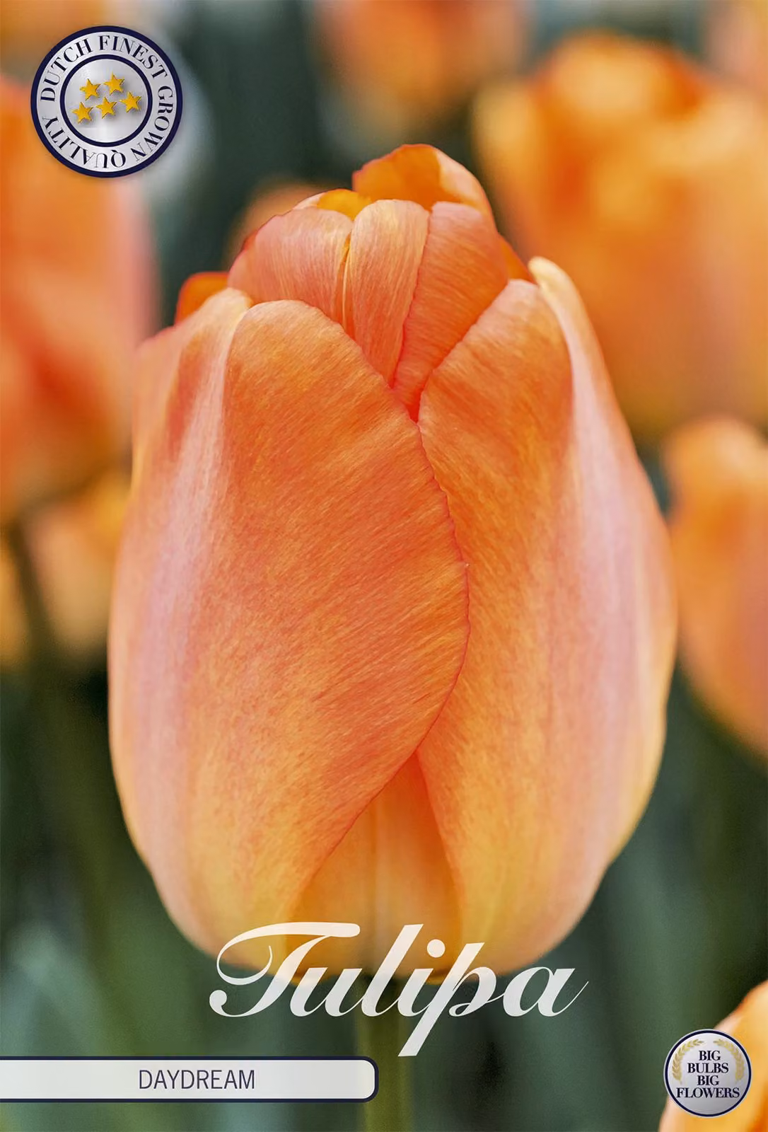 Tulipa - Ibrido di Darwin - Tagtraum