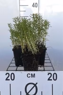 6 x Mentha cervina 'Alba' (preslia cerv. 'alba') - Menta bianca del cervo - vaso 9 x 9 cm