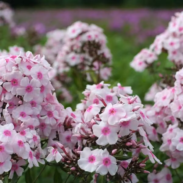 6 piante di Phlox paniculata 'Europa', varietà "Flammenblume", in vaso da 9x9 cm