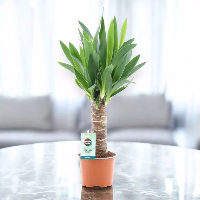 Pianta da interno ornamentale Gardenaria Yucca verde, Altezza: 135 cm