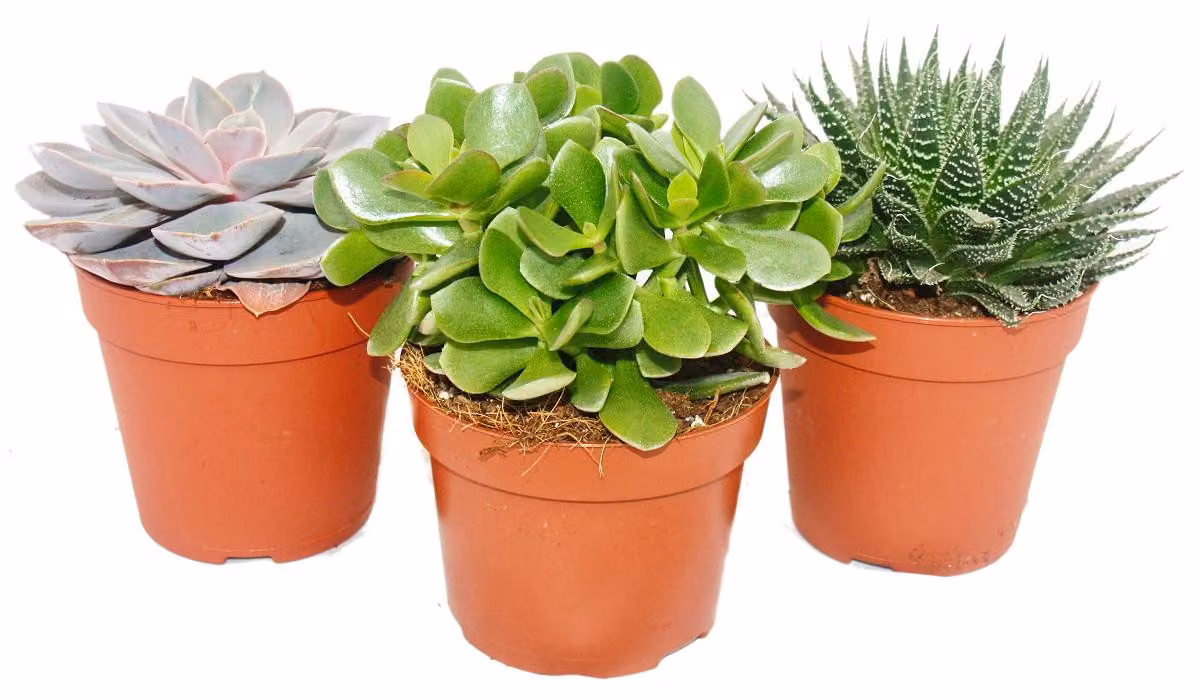 Set di 3 piante grasse - 3 piante diverse in un vaso da 12 cm