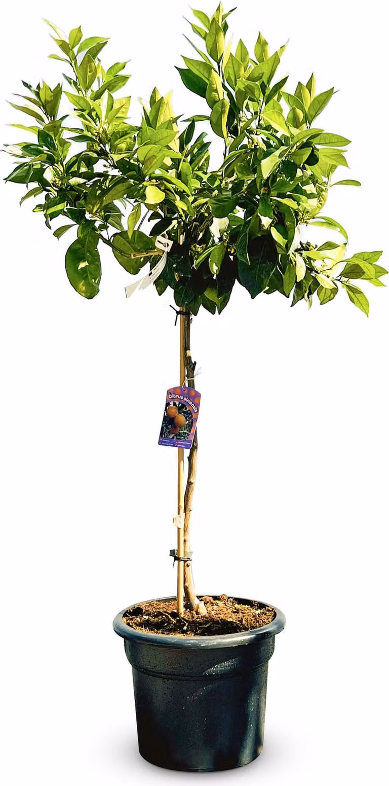Albero soleggiato - Arancio grande 150 centimetri - Citrus Sinensis - Albero da frutto - Luoghi soleggiati - Fruttificazione - Arancio di 8 anni