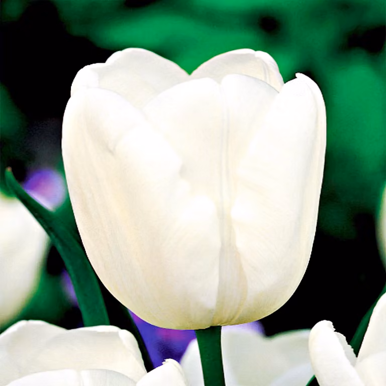 Tulipani Bulbi da fiore Bulbi da fiore Tulipano Jan Paweł II 5 pz.