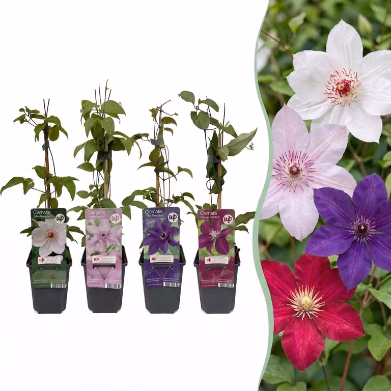16 Clematis Rainbow - Clematide rampicante - Viola - Rosso - Rosa - Bianco - Pianta rampicante - 25-35cm - Ø9cm - Pianta da giardino