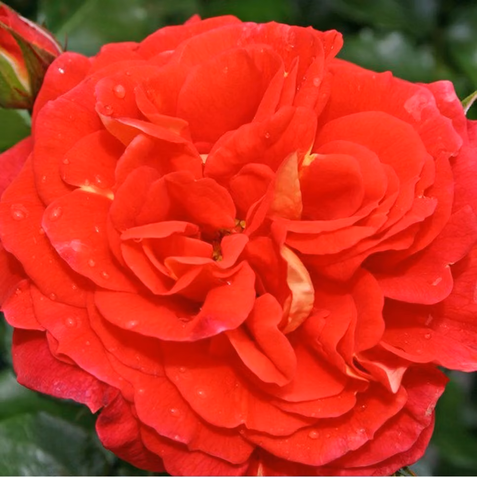 Rosa - Rosa delle fate Kordes - Rosa 'Gebrüder Grimm'®