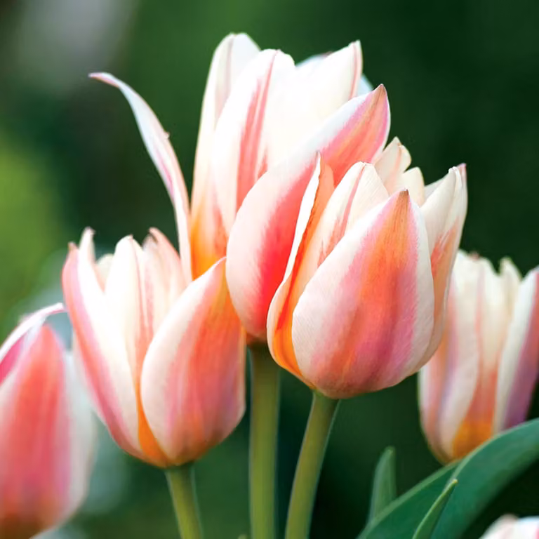 Tulipani Bulbi di fiori Bulbi di fiori Tulipani Serano 5 pz.