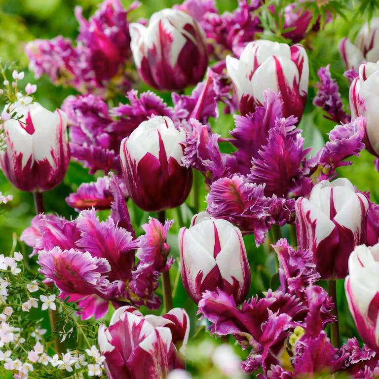 Bulbi di tulipano resistenti al freddo, perenni, mix di colori viola e bianco - 25 bulbi - Piante vere provenienti dall'Olanda - Bulbi di tulipano per giardino, vasi e balcone (bulbi grandi, non semi, non artificiali)