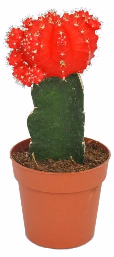 Gymnocalycium mihanovichii - fragola cactus - rosso - vaso 8,5 cm
