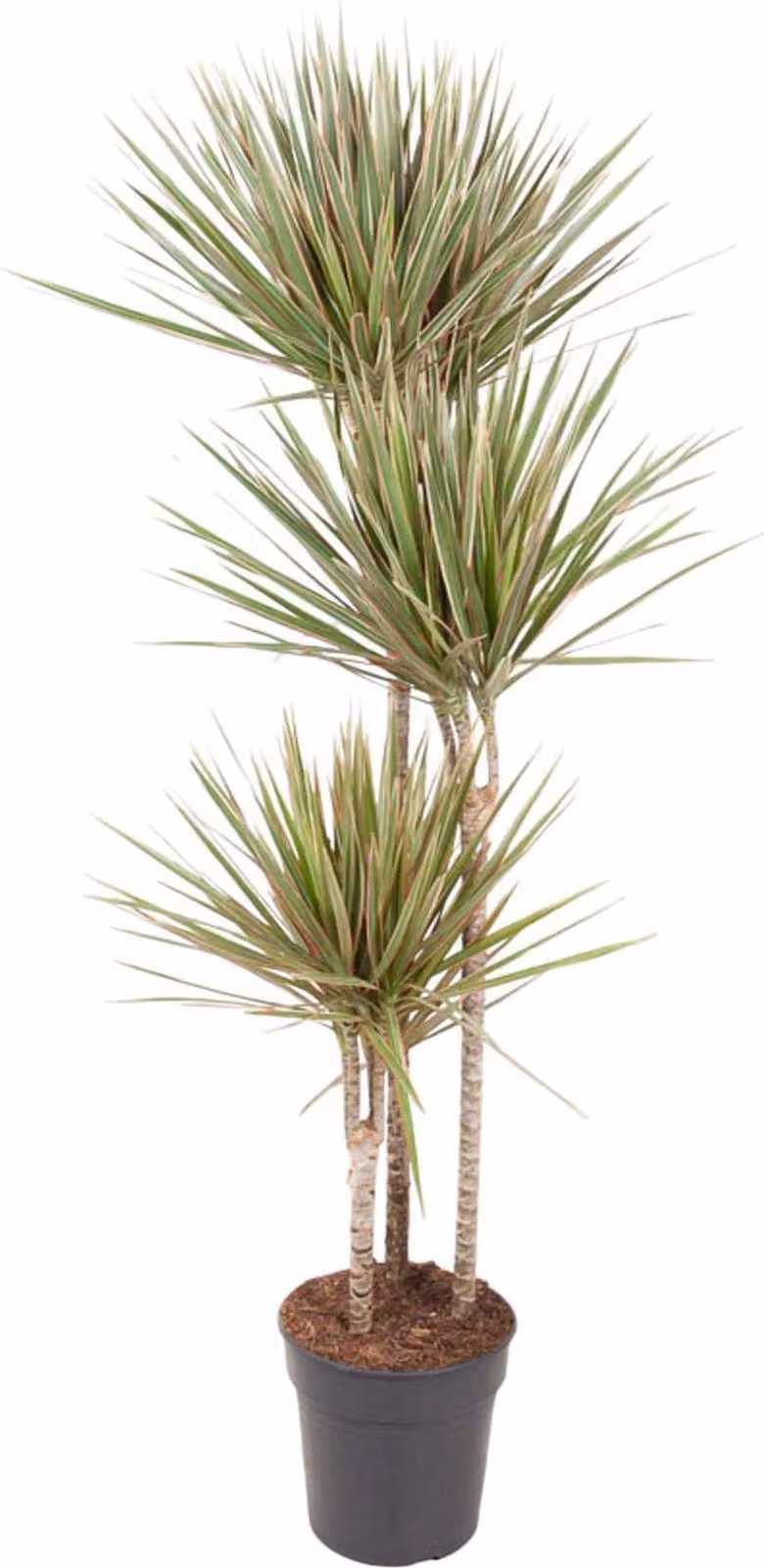 Dracaena Bicolore - 150 cm - Ø24