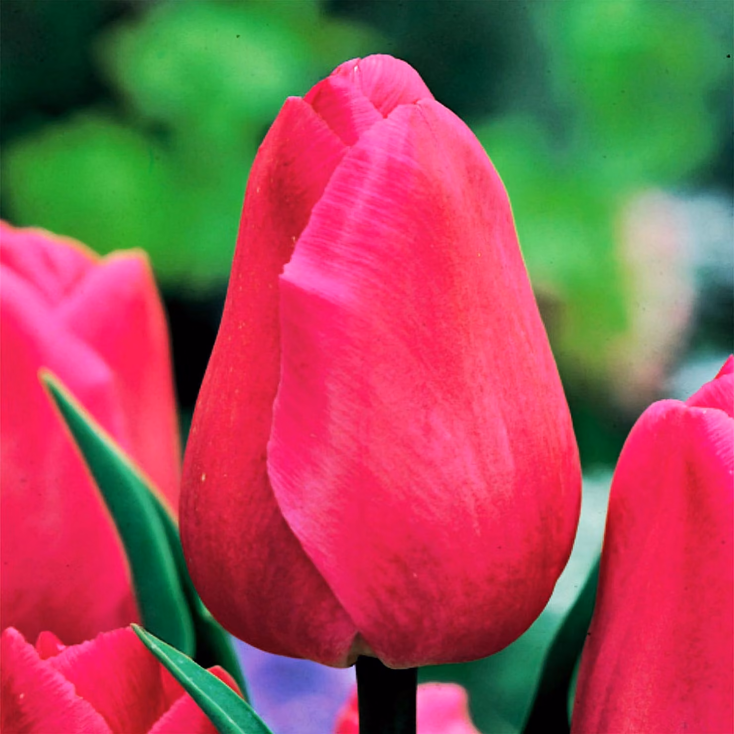 Tulipani Bulbi da fiore Bulbi da fiore Tulipano Barcellona 5 pz.