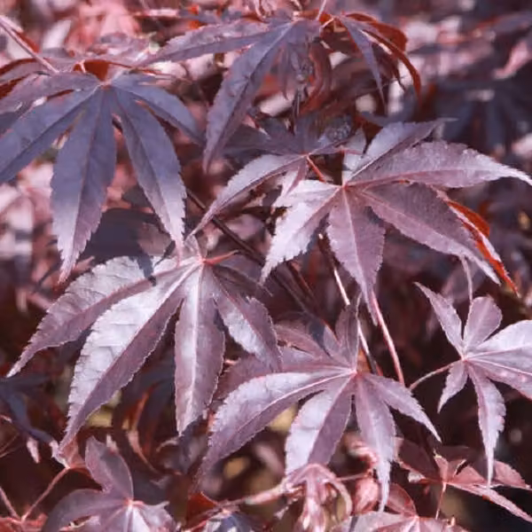 Acero giapponese (Acer palmatum 'Bloodgood') | 50-60 cm in vaso